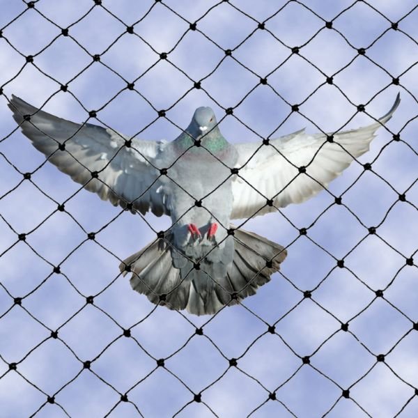 Pigeon Net Installation